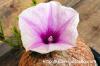 Ipomoea holubii イポメア・ホルビー image_3