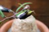Ipomoea welwitschii イポメア・ウェルウィッチー image_4