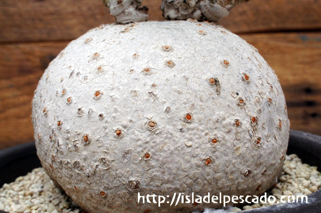 isla del pescado - Jatropha berlandieri-錦珊瑚