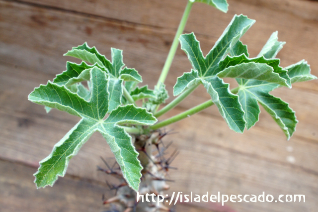 isla del pescado - Jatropha fissispina-ヤトロファ・フィッシスピナ