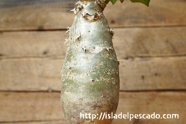 isla del pescado - Jatropha podagrica-サンゴ油桐