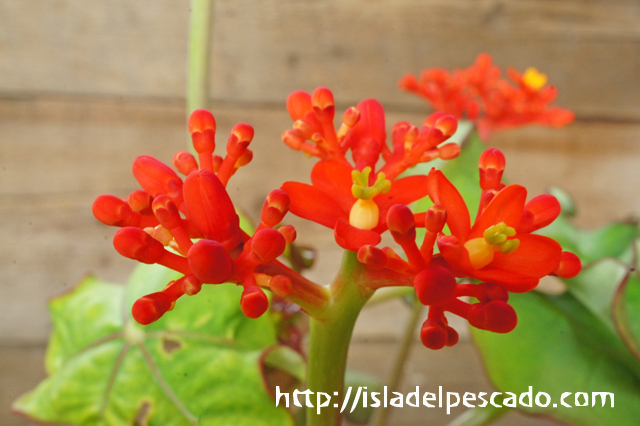 isla del pescado - Jatropha podagrica-サンゴ油桐