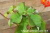 Jatropha podagrica サンゴ油桐 image_5