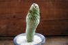 Larryleachia cactiformis 仏頭玉 image_2