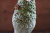 Larryleachia cactiformis 仏頭玉 image_5