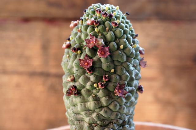 l_larryleachia_marlothii_image l_larryleachia_marlothii_image