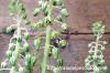 Ledebouria socialis 'Paucifolia' レデボウリア・ソシアリス “パウシフォリア” image_5
