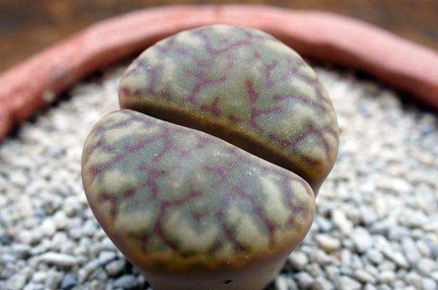 isla del pescado - Lithops bromfieldii var. bromfieldii C279 isla del pescado - Lithops bromfieldii var. bromfieldii C279