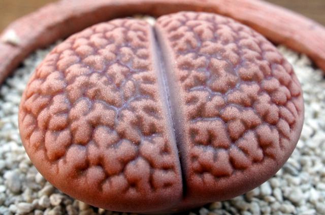 Lithops hookeri var. hookeri 'vermiculate form' C023 バーミキュレーテ