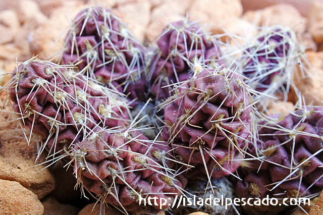 isla del pescado - Maihueniopsis mandragora-マイフエニオプシス