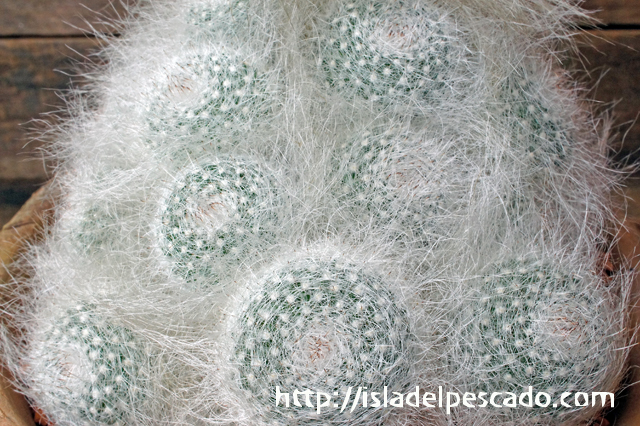 isla del pescado - Mammillaria hahniana f. lanata-玉翁殿