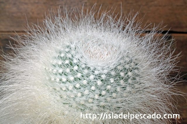 isla del pescado - Mammillaria hahniana f. lanata-玉翁殿