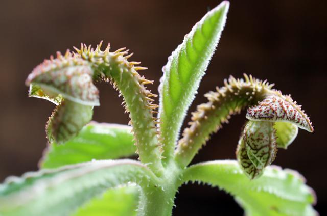 isla del pescado - Monadenium echinulatum-モナデニウム・エキヌラーツム