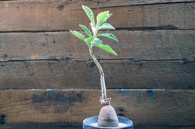 isla del pescado - Monadenium echinulatum-モナデニウム・エキヌラーツム