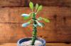 Monadenium guentheri 紫紋竜 image_2