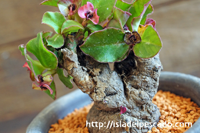 Monadenium mafingensis モナデニウム・マフィンゲンシス