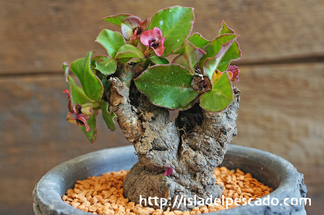 レア開花中！　マフィンゲンシス　ユーフォルビア　モナデニウム　多肉植物　塊根植物 超新鮮レア！ マフィンゲンシス 種子3粒 ユーフォルビア