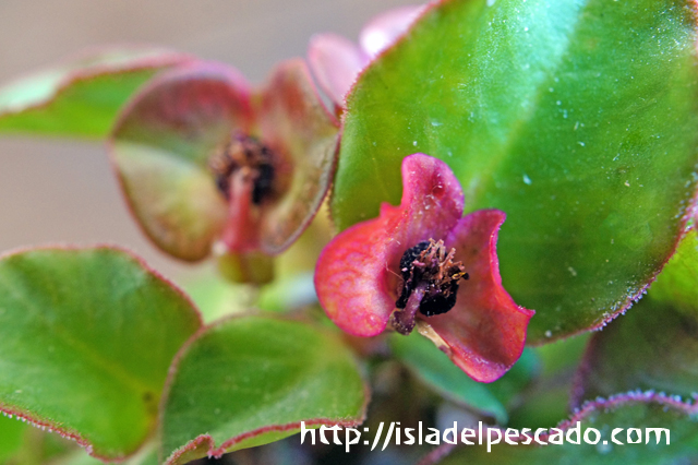 isla del pescado - Monadenium mafingensis-モナデニウム