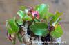 Monadenium mafingensis モナデニウム・マフィンゲンシス image_3