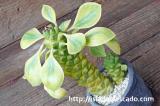 Monadenium ritchiei f. variegata