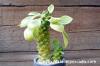 Monadenium ritchiei f. variegata モナデニウム・リチェイ錦 image_2