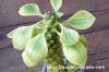Monadenium ritchiei f. variegata モナデニウム・リチェイ錦 image_4