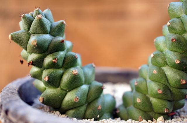 Monadenium ritchiei ssp. nyambense モナデニウム・ニャンベンセ