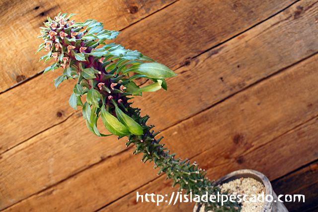 モナデニウム・タンザニアレッド (Monadenium sp. ‘Tanzania Red’) /【検索用】紫シューベイ 塊根植物 コーデックス ユーフォルビア isla del pescado - Monadenium sp. \u0027Tanzania Red\u0027-モナデニウム sp
