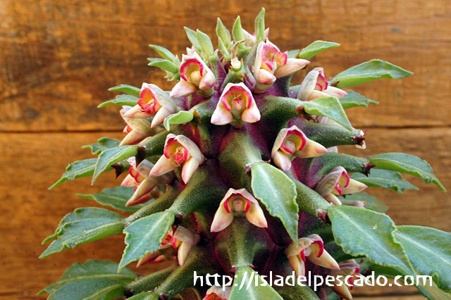 モナデニウム・タンザニアレッド (Monadenium sp. ‘Tanzania Red’) /【検索用】紫シューベイ 塊根植物 コーデックス ユーフォルビア isla del pescado - Monadenium sp. \u0027Tanzania Red\u0027-モナデニウム sp