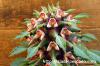 Monadenium sp. 'Tanzania Red' モナデニウム sp. 'タンザニア・レッド' image_4