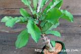 Monadenium spinescens