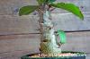 Monadenium spinescens モナデニウム・スピネッセンス image_5