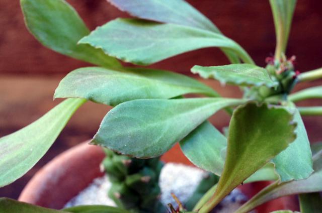 希少で貴重なシンニンギア スタペリオイデス 3号ポット苗 希少で貴重なシンニンギア スタペリオイデス 3号ポット苗