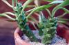 Monadenium stapelioides 翡翠柱 image_2