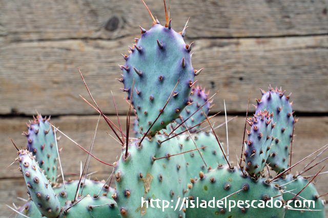 isla del pescado - Opuntia violacea-オプンチア・ビオラケア