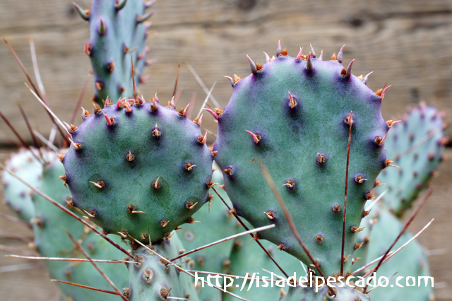 isla del pescado - Opuntia violacea-オプンチア・ビオラケア