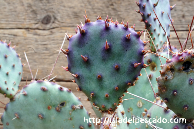 opuntia arizonas オプンチア サボテン 多肉植物 特大苗 Opuntia pycnantha オプンチアピクナンサ . ヤフオク出品株 . 大