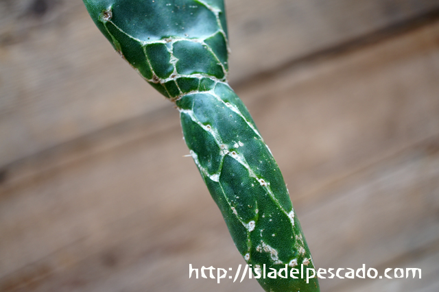 isla del pescado - Opuntia zebrina f. reticulata-亀甲団扇 isla del pescado - Opuntia zebrina f. reticulata-亀甲団扇