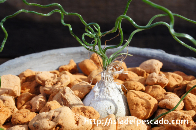 【9月中旬〜発送】オーニソガラム・トルツオスム 大玉球根2球 9月中旬〜発送】オーニソガラム・トルツオスム 大玉球根2球 9月