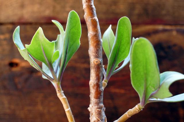 Othonna quercifolia オトンナ・クエルシフォリア