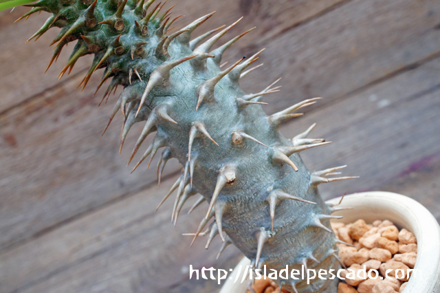 アンボンゲンセ packypodium ambongense Pachypodium ambongense 50 seeds パキポディウムアンボンゲンセ