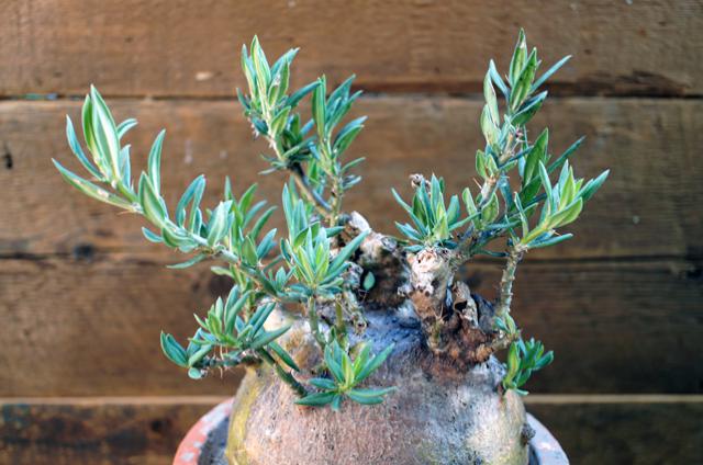 isla del pescado - Pachypodium bispinosum-パキポディウム