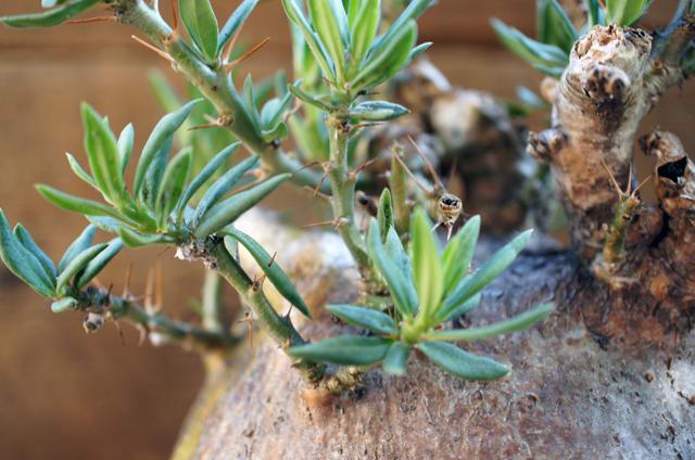 isla del pescado - Pachypodium bispinosum-パキポディウム