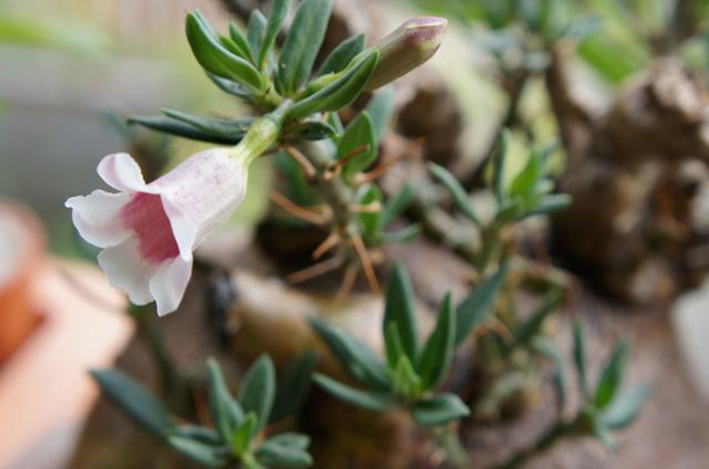 isla del pescado - Pachypodium bispinosum-パキポディウム・ビスピノーサム