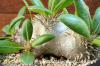 Pachypodium brevicaule 恵比寿笑い image_4