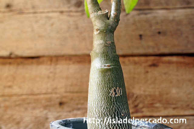 isla del pescado - Pachypodium decaryi-パキポディウム・デカリー