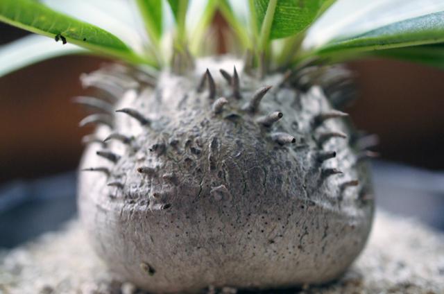 isla del pescado - Pachypodium Densicaule-恵比寿大黒