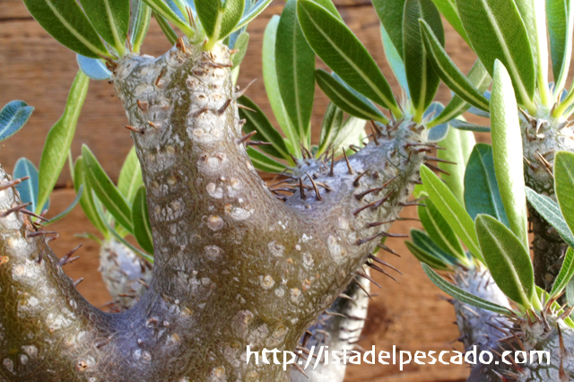 isla del pescado - Pachypodium densiflorum var. brevicalyx ...