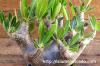 Pachypodium densiflorum var. brevicalyx パキポディウム・ブレビカリックス