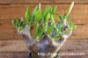 Pachypodium densiflorum var. brevicalyx パキポディウム・ブレビカリックス image_2